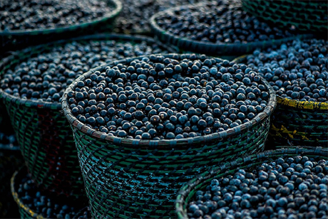 Cultura do Açai...